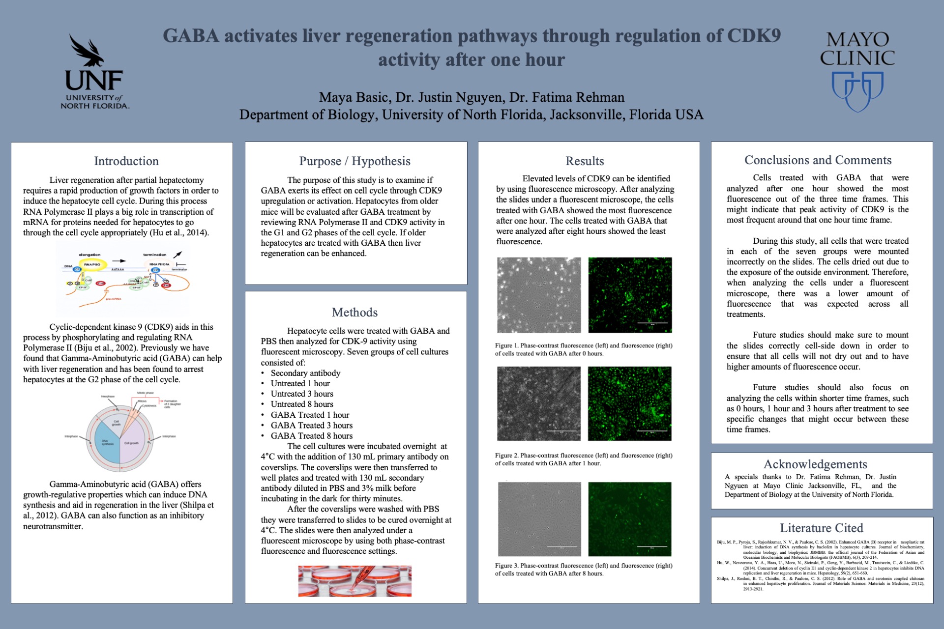 GABA activates liver regeneration pathways through regulation of CDK9 activity after one hour poster